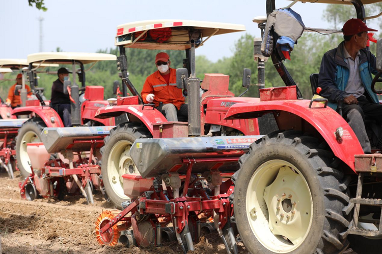 河北沧县：发展高粱种植 助力农民增收致富_fororder_图片16