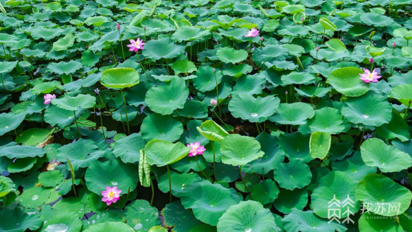 一池盛放好运“莲莲” 江苏荷花进入盛花期