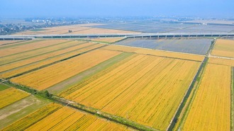 合肥庐江：小满时节 “丰”景如画