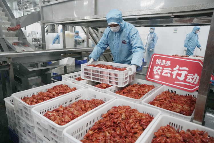 拼多多“农云行动”走进湖北潜江 网红小龙虾“云拼”加速度_fororder_图片1