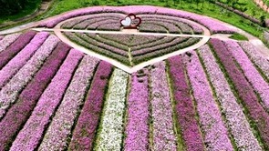 南昌湾里：游客赏花 村民增收_fororder_湾里