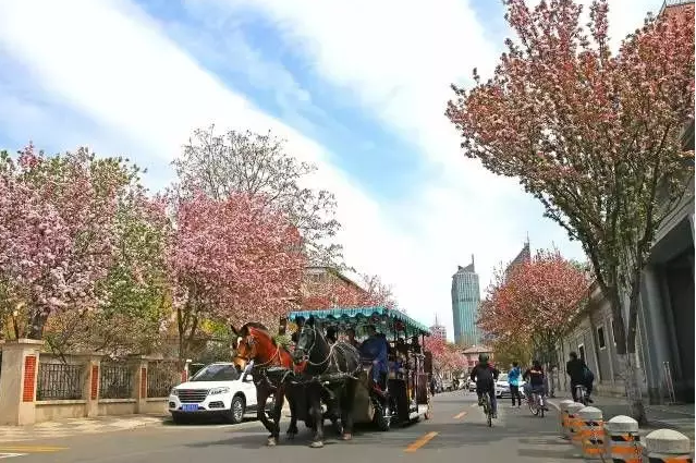津城這些遊玩線路 可以邊騎單車邊賞花