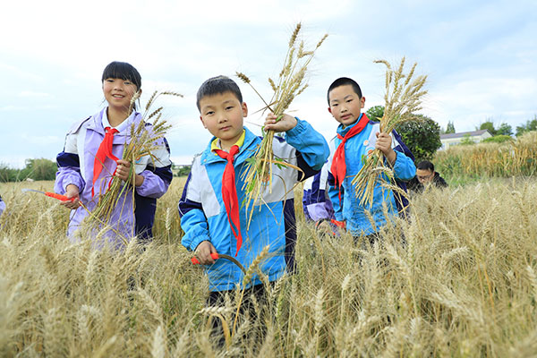 （张）丰收在望！广汉26万亩小麦正式开镰_fororder_mmexport1683794310553