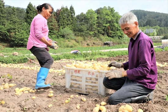 （供稿）贵州都匀：2万余亩土豆迎丰收_fororder_640 (3)