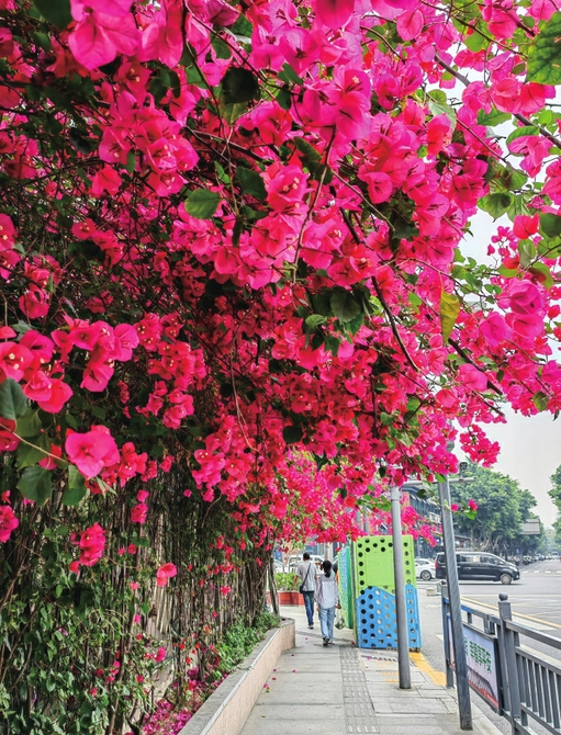 （转）蓉城五月鲜花“上新”