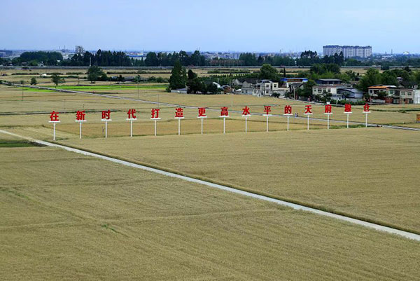 （张）丰收在望！广汉26万亩小麦正式开镰_fororder_mmexport1683794301810