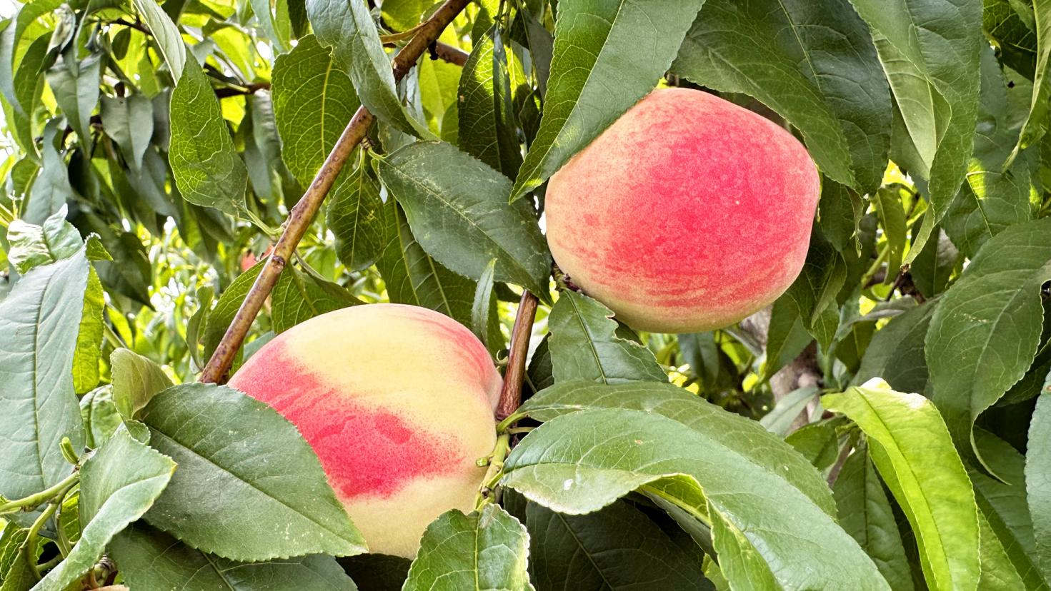 （原创）河北南皮：水果进入丰收季 果农忙管护促增收_fororder_3