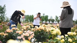 花千树 香满路：历史名城南阳的“绿色”跃升