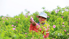 陕西渭南：玫瑰花开采收忙