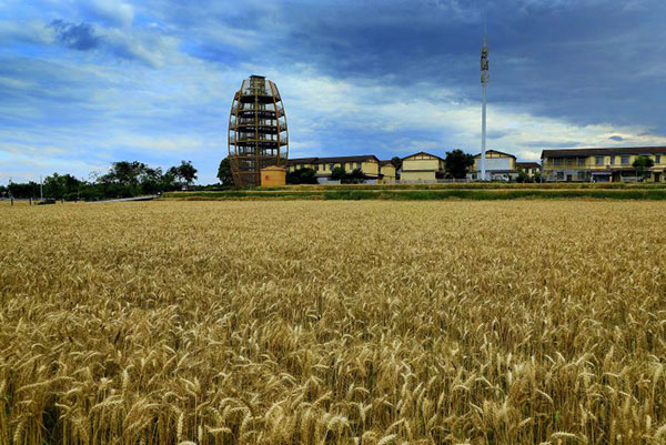 （张）丰收在望！广汉26万亩小麦正式开镰_fororder_mmexport1683794305454