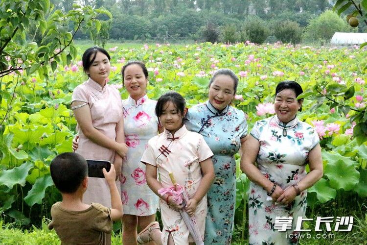 红花绿叶美不胜收，湖南长沙县500亩荷花绽放等你来打卡_fororder_material_6485672b28c2f_compress1_watermark1