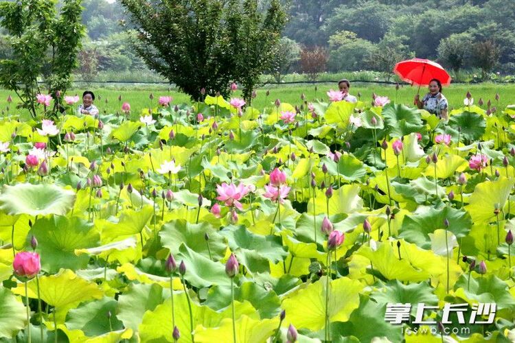 红花绿叶美不胜收，湖南长沙县500亩荷花绽放等你来打卡_fororder_material_648566e04a38f_compress1_watermark1