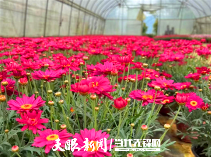 贵州遵义：初夏时节 花卉经济绽放勃勃生机