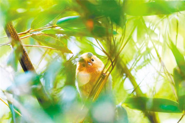 3天觀測到鳥種298種 神農架觀鳥賽成績再創新高_fororder_01