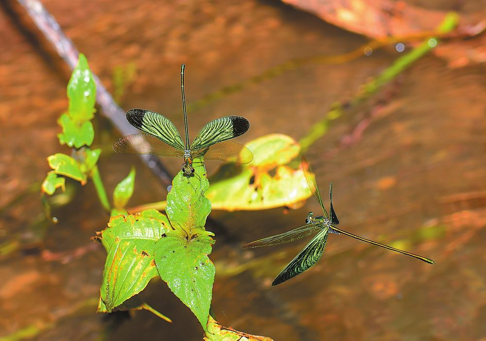 国内半数种类蜻蜓生活在云南_fororder_ff9