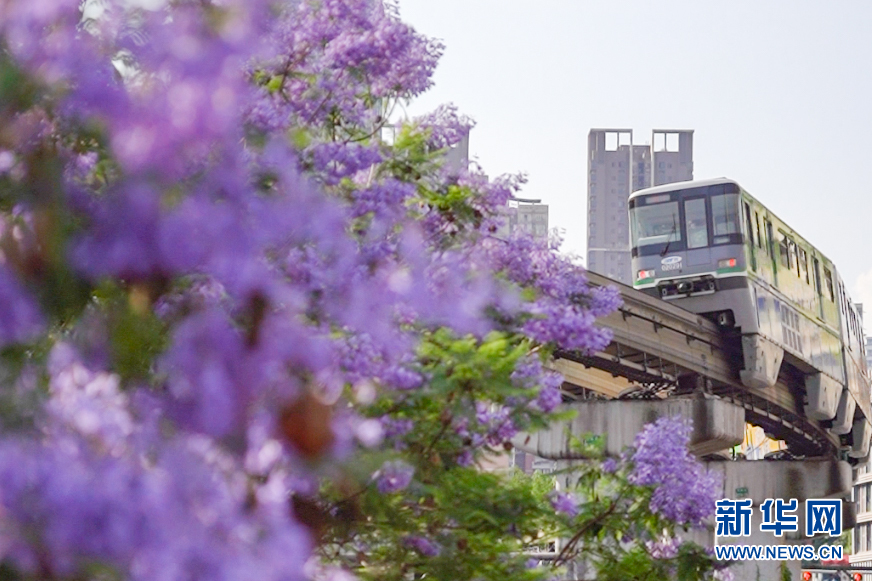 【城市远洋】重庆夏日专属浪漫：当城市轨道列车穿越蓝花楹