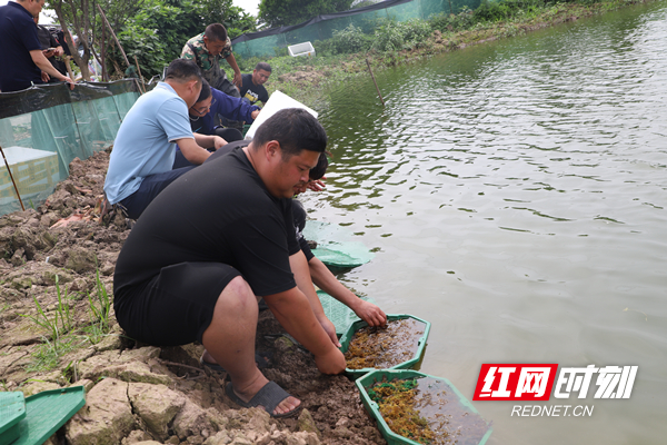 300萬隻澳洲淡水龍蝦落戶湖南益陽_fororder_1