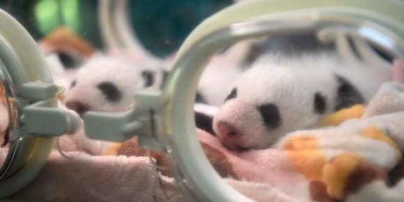 重庆动物园新生双胞胎大熊猫首次亮相