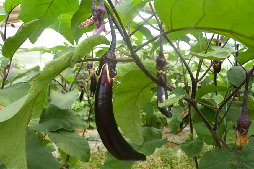 江西信豐：大棚蔬菜喜豐收 産業興旺促振興_fororder_人民網2-4