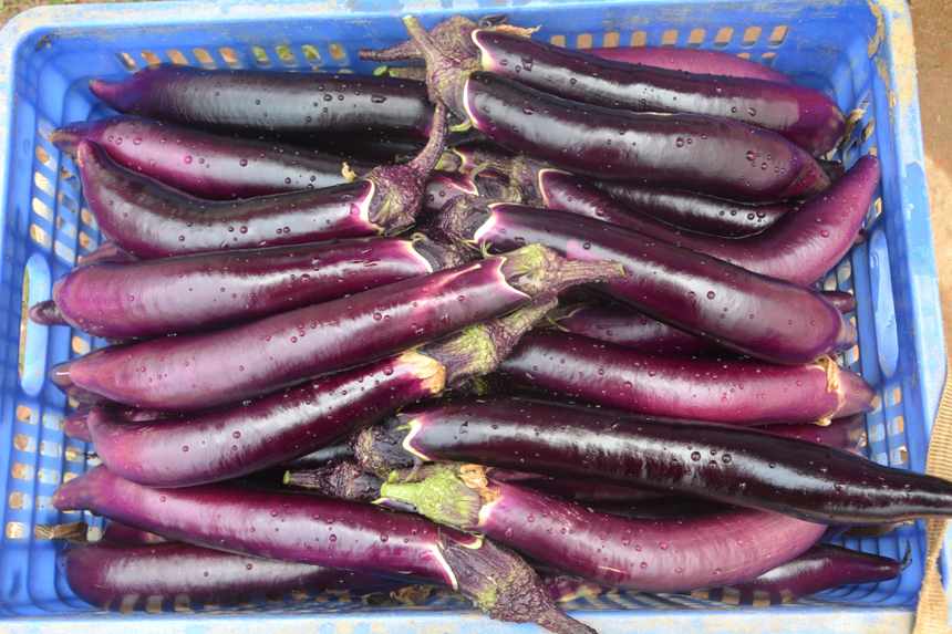 江西信豐：大棚蔬菜喜豐收 産業興旺促振興_fororder_人民網2-5