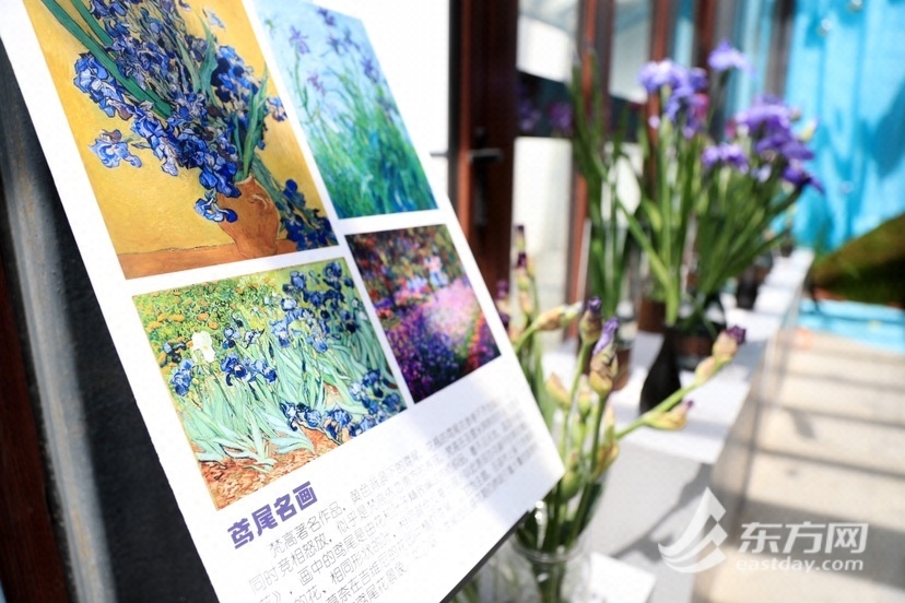 【文化旅游-滚动图】2023上海鸢尾文化节举办 鸢尾观赏期将持续至6月10日