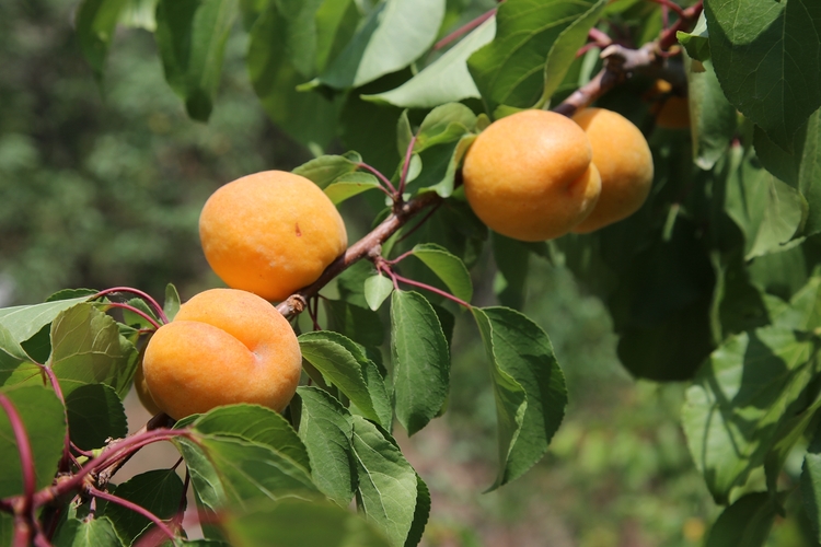 保定市满城区万亩杏林结出金果果