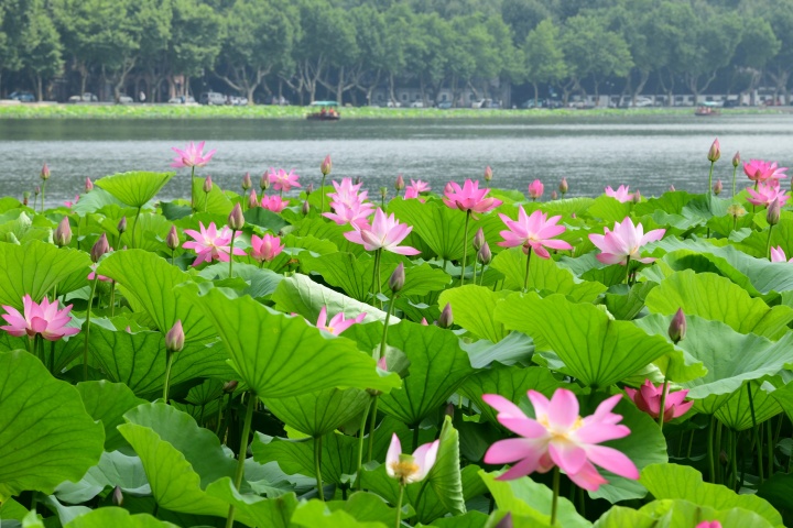 西湖荷花渐入佳境 最美在平湖秋月_fororder_1686550758217_6486b8e6d0ff8e0001f7b72d