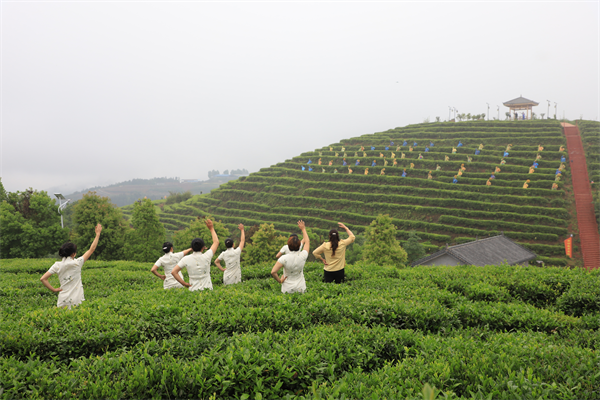 湖北巴东神农古茶园揭牌 引领茶产业高质量发展_fororder_图片8
