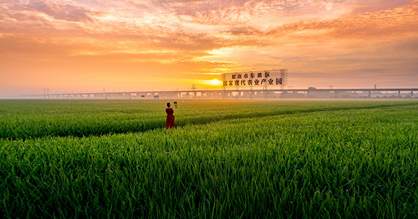 （张）眉山市东坡区文化旅游沉浸式推介会（成都）即将启动_fororder_永丰村高标农田美如画卷-摄影-侯建明
