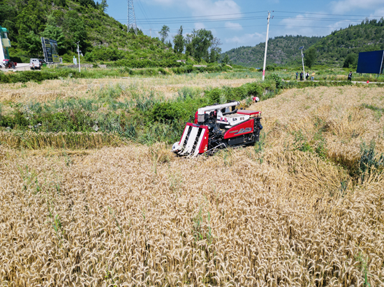 （供稿）贵州思南：风吹麦浪香 机械收割忙_fororder_机器收割照片 (5)