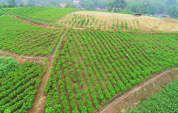 (张)自贡贡井区:"桑田蚕语"里的致富经_fororder_1村民种植的桑树林