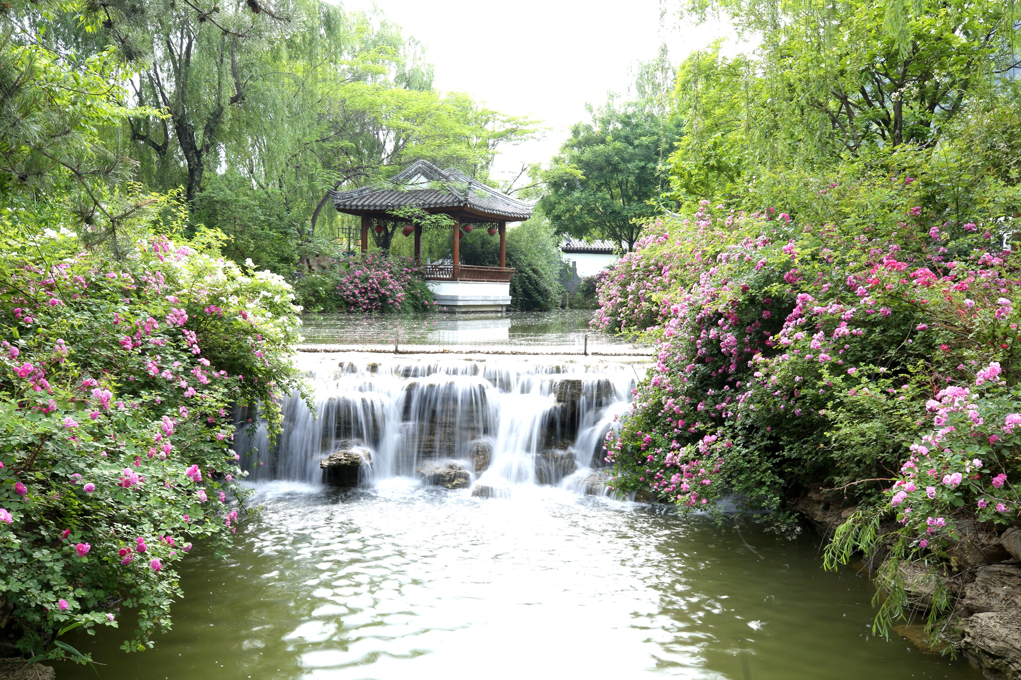 （原创）保定市满城区：满园蔷薇竞芬芳_fororder_瀑布飞泻而下 摄影 田素然