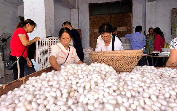 （张）宜宾高县：蚕桑产业蓄势“化蝶” 绿叶银丝织就“致富路”_fororder_工人挑选蚕茧-摄影-罗景萍