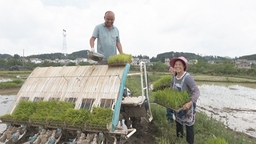 贵州惠水：水稻机插秧 农田披绿装