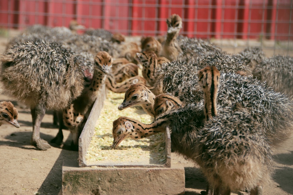 图片默认标题_fororder_5