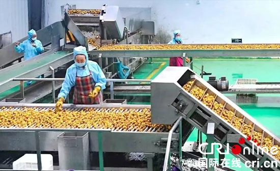 贵州水城：着力打造刺梨产业 “五型”村居助力乡村振兴_fororder_六盘水2