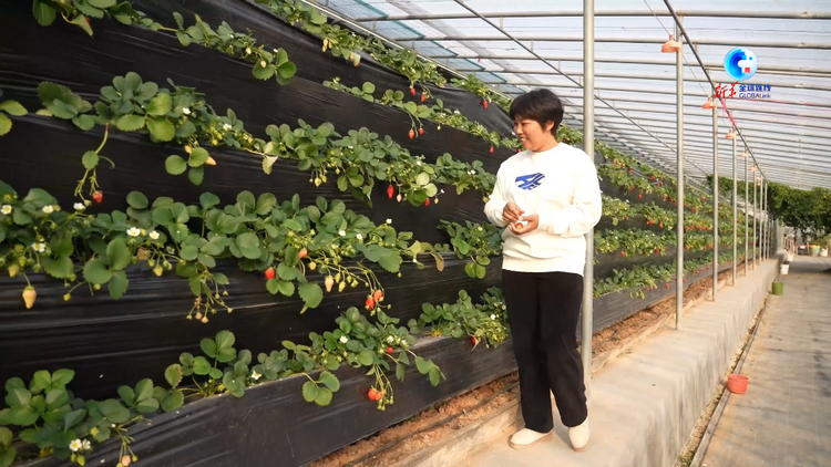 中國－中亞峰會｜愛種草莓的王倩：將先進種植技術引入烏茲別克斯坦