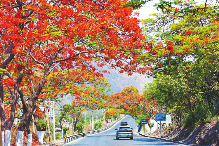 攀枝花:以花为名打造“诗意”之城-国际在线