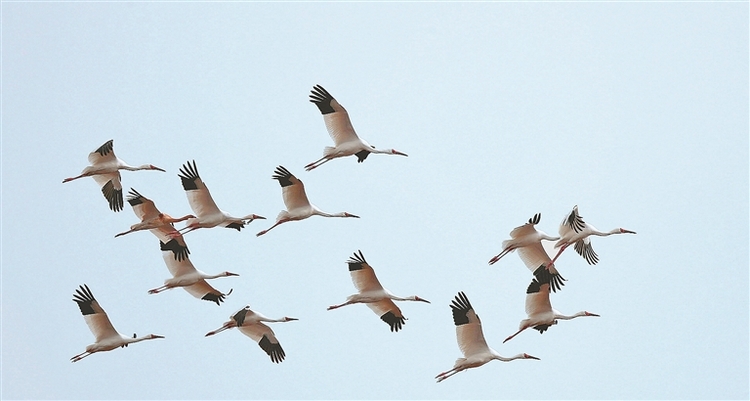 白鹤群现身黑嘴松鸡保护区