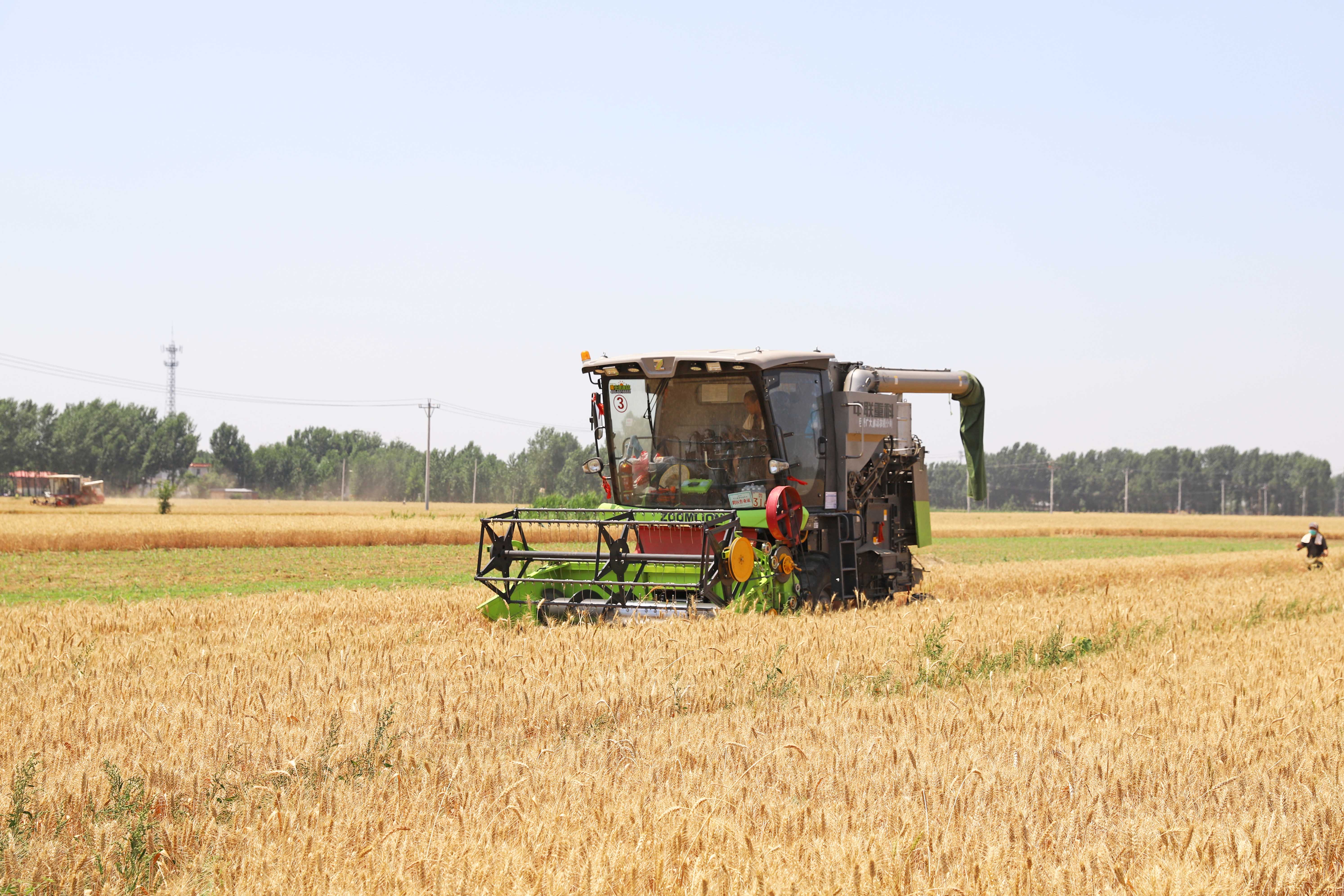 （原创）河北涿州：做好农机跨区作业服务工作 护航“三夏”麦收_fororder_6月14日河北涿州豆庄镇南香营村，跨区作业小麦收割机在田间作业。熊华明摄