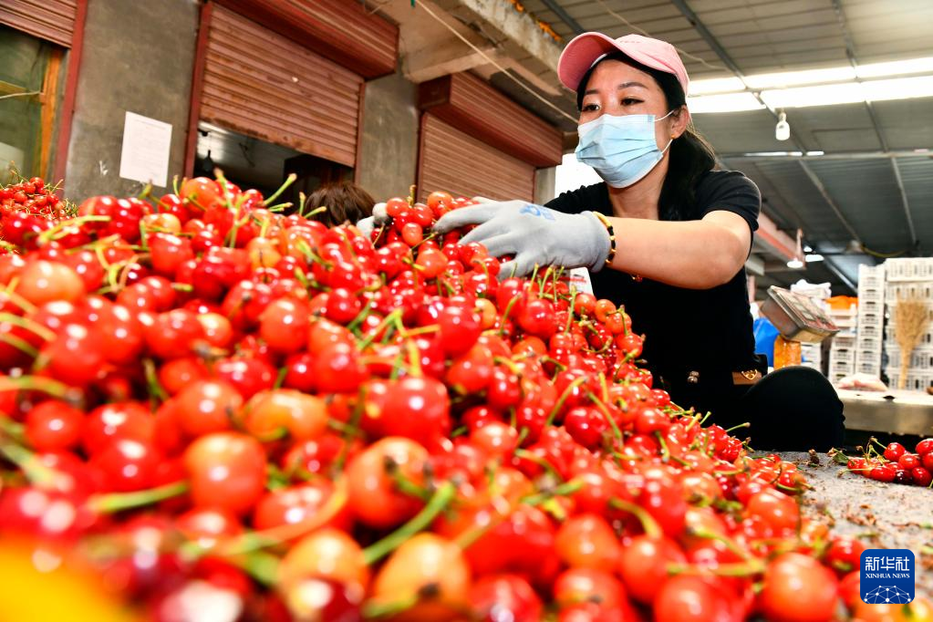 山東泰安：萬畝紅櫻桃 結出“致富果”_fororder_5