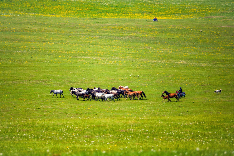 内蒙古呼伦贝尔：夏日草原 牧歌悠长_fororder_图为6月13日，呼伦贝尔草原上，牧民在骑摩托转场。  (3)
