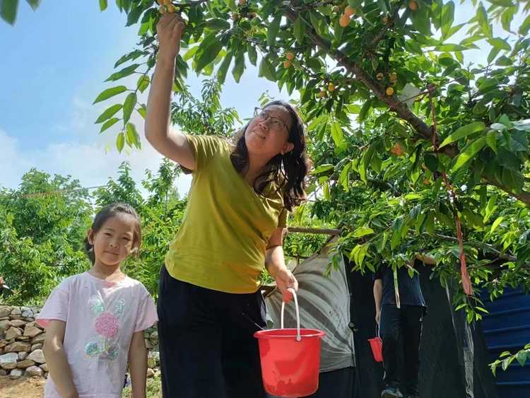 【原创】济南：南部山区樱桃采摘节开幕 济南公交开通采摘公交专线_fororder_2dfb60c9b1609afe4a884c46f74bef0