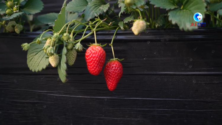 中國－中亞峰會｜愛種草莓的王倩：將先進種植技術引入烏茲別克斯坦
