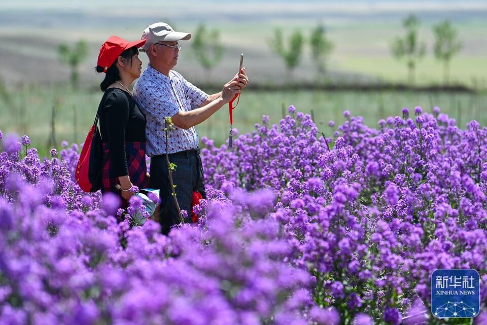 追著花兒看新疆|新疆伊犁：花經濟成致富新産業 賦能“香”村振興