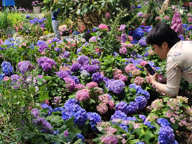 【文化旅游-滚动图】会变色的绣球花红遍上海霸屏初夏