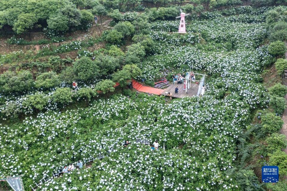 重慶巴南：繡球花開迎客來