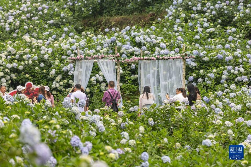 重庆巴南：绣球花开迎客来