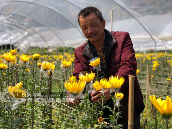 【焦點圖、八桂大地梧州】（移動端）優化佈局發展特色産業 梧州市長洲區推進鄉村振興