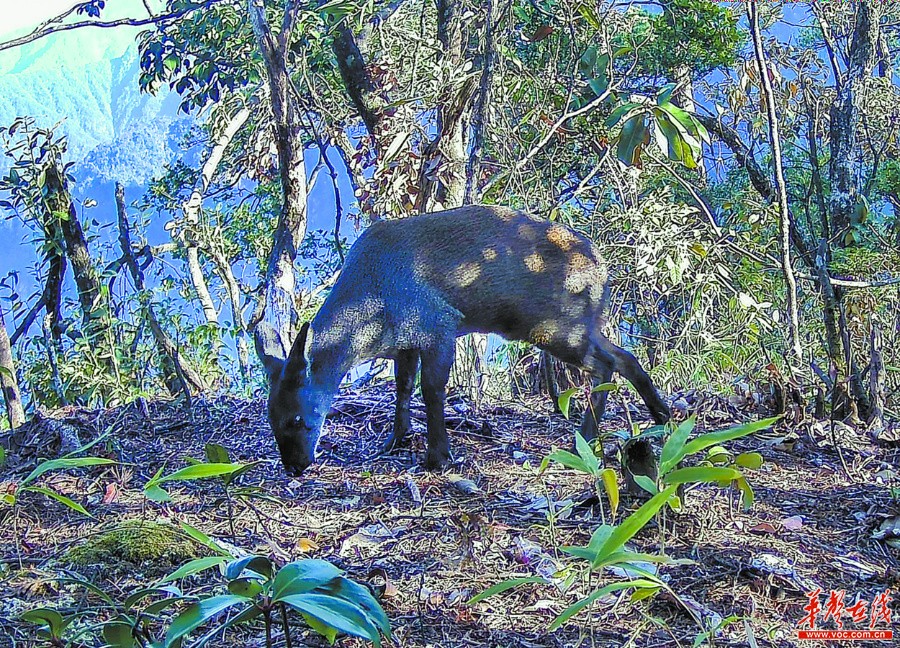 湖南：生物多样 我们守护